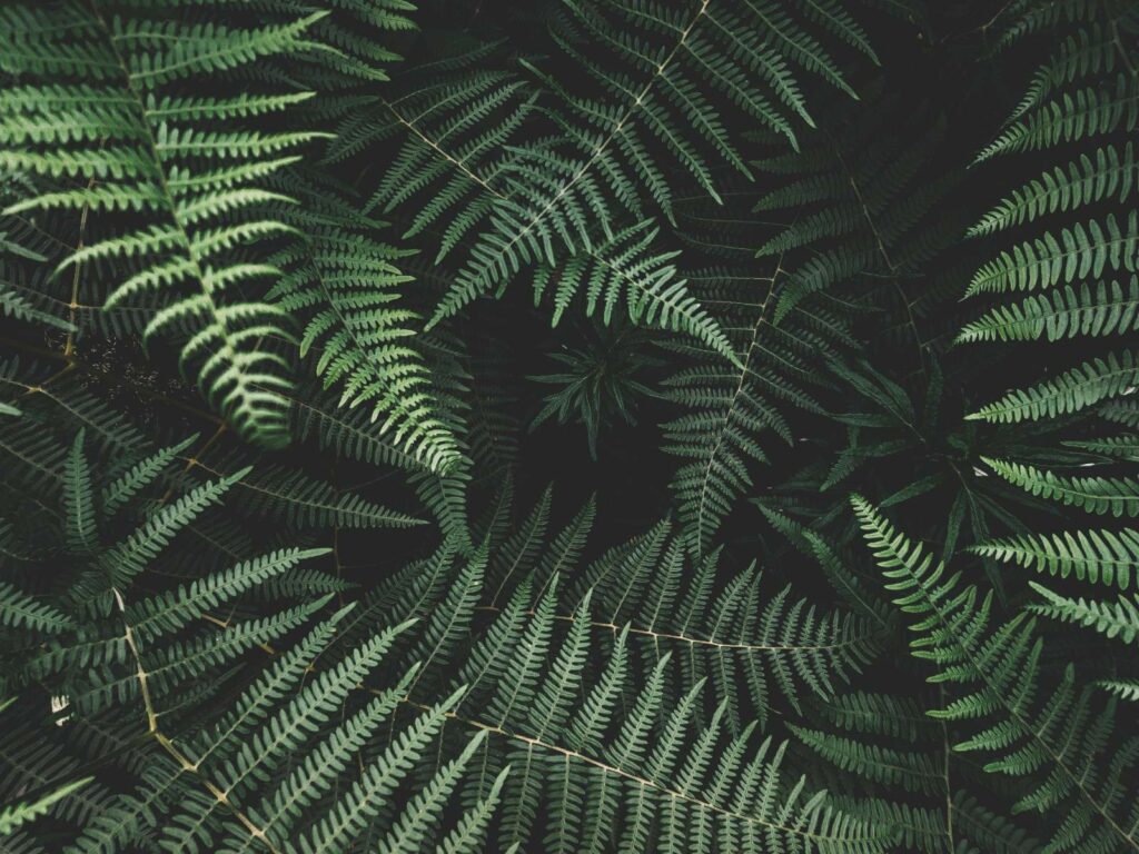 Heaven Scent