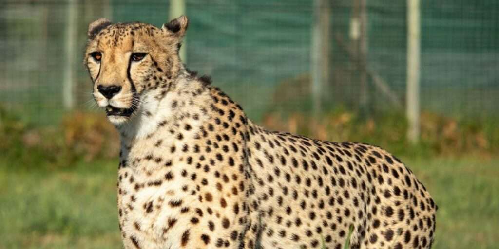 Cheetah Outreach