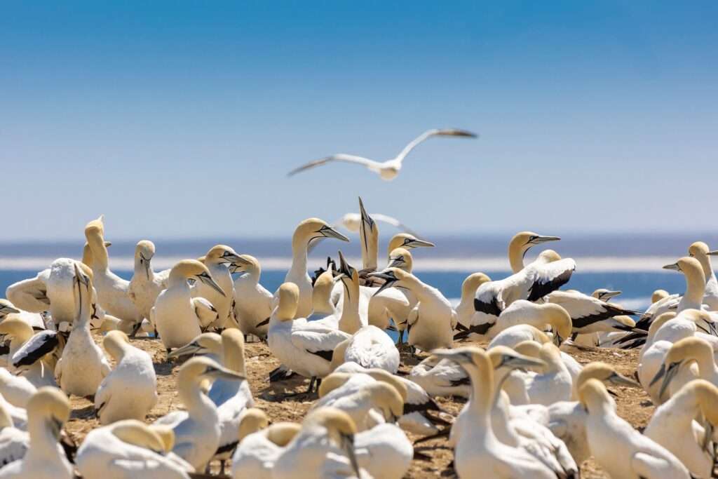 A breeding colony of Cape gannets (Morus capensis) closeup behaviour