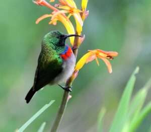 Kirstenbosch National Botanical Garden