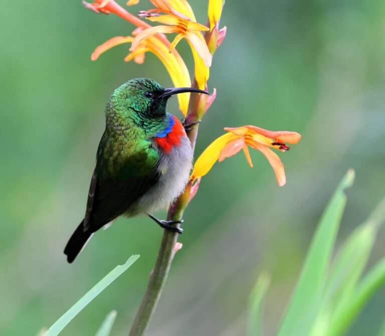 Kirstenbosch National Botanical Garden