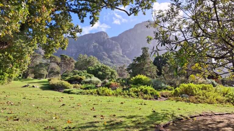 Kirstenbosch National Botanical Garden (4)