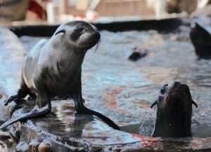 Hout Bay Seal Rescue Centre - Waterproofing (11)
