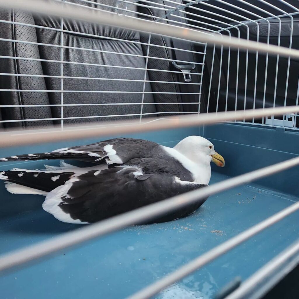 SANCCOB saves seabirds