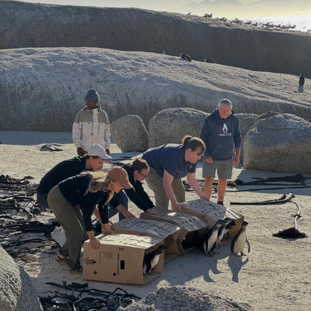 SANCCOB saves seabirds