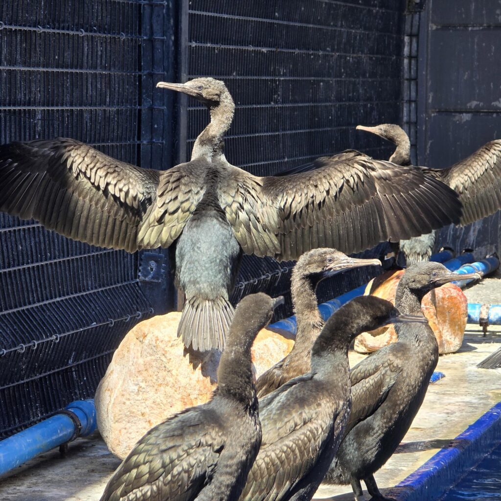 SANCCOB saves seabirds