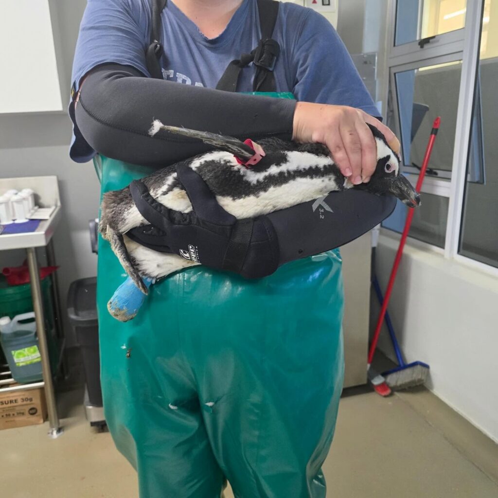 SANCCOB saves seabirds